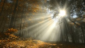 Timelapse footage of a misty forest  in autumn, with rays of sunlight falling through the trees