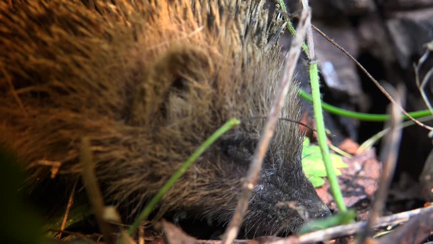 Sweet hedgehog in nature.European Hedgehog (Erinaceus europaeus) foraging in garden. The hedgehog lives in woodland, farmland and suburban areas.Ultra hd 4k, real time