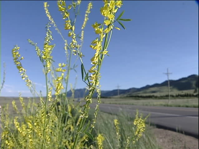 Wild Flowers along Highway