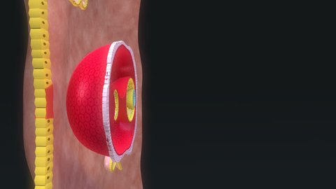 Blastocyst entering in endoderm 