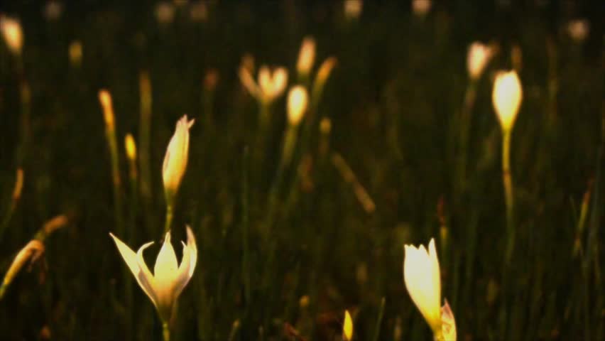 White small tulip field.