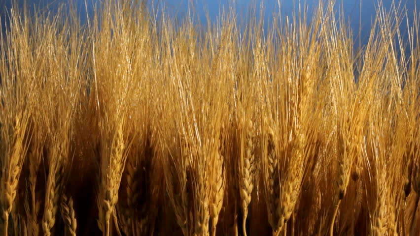 A wheat field with gently blowing breeze.