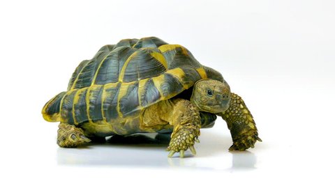 Russian tortoise. Studio shot on white background. (av17483c)