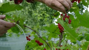 Ungraded: Currant leaf / Berry tree / Picking berries. Woman collects red currants, cutting berries from the bush and throwing them into a plastic bucket. Hands close-up. (av31033u)