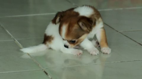 Chihuahua -Chihuahua cute