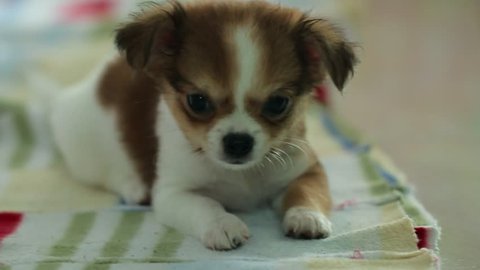 Chihuahua -Chihuahua cute