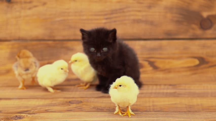 kitten and chicken