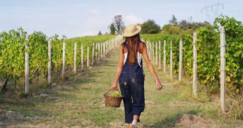 
girl in September to harvest vineyards , collects the selected grape bunches in Italy for the great harvest. biological concept id , organic food and fine wine handmade