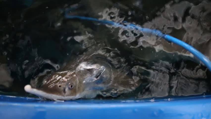 Many fish of sturgeon are swimming at the fish-packing factory.