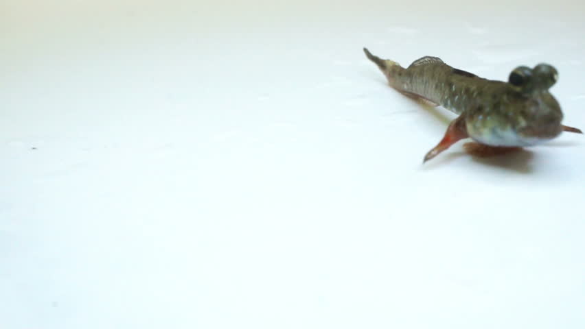 Closeup of Mudskipper crawling towards camera on white background.