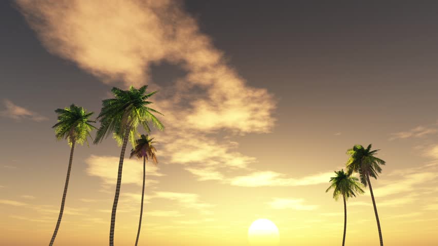 Coconut Palm Trees at sunset