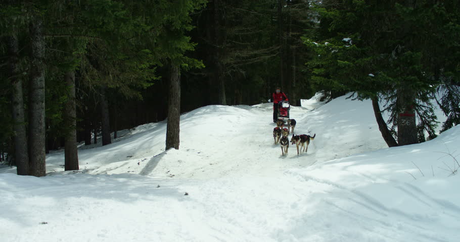explorer in the mountains with his sled dogs for walks in the mountains and happy with a passion for nature and respect for the environment . adventure and human animal relationship friendship