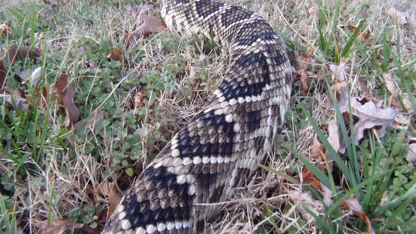 Eastern Diamondback Rattlesnake crawling