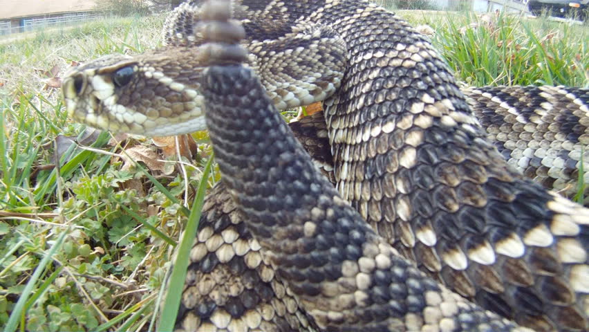 Eastern Diamondback Rattlesnake rattling