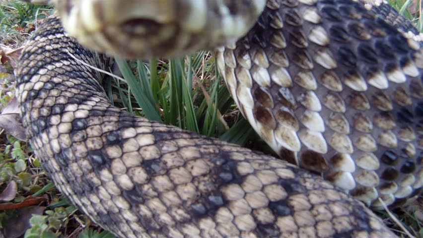 Eastern Diamondback Rattlesnake closeup