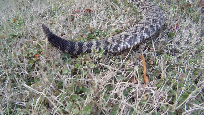 Eastern Diamondback Rattlesnake crawling