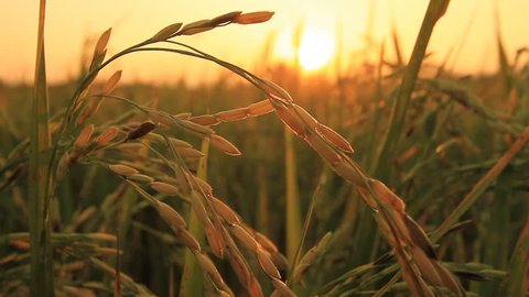 Beautiful scenery rice farm in thailand Stock-video
