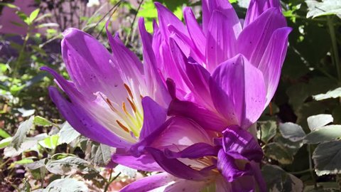 Blooming purple crocus, close-up plan, static video