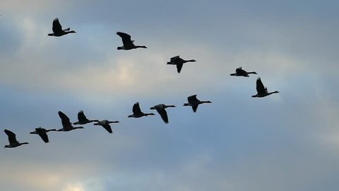 Flock of Canadian Geese flying silhouetted in the sunrise sky, slow motion.
