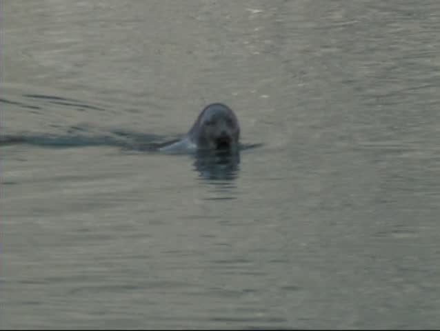 Grey seal