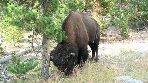 Buffalo scrapes bark off a young pine (closeup) 