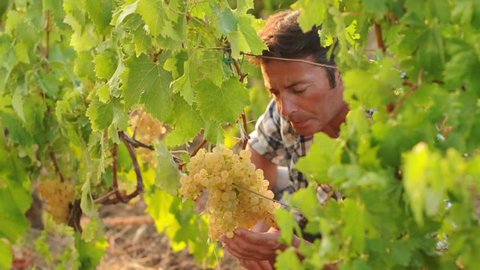 Video of a man working in a vineyard, Sardinia Italy