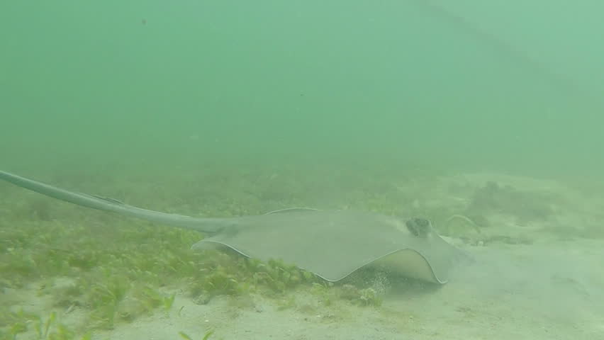 Underwater high speed chasing Southern stingray Florida Keys  