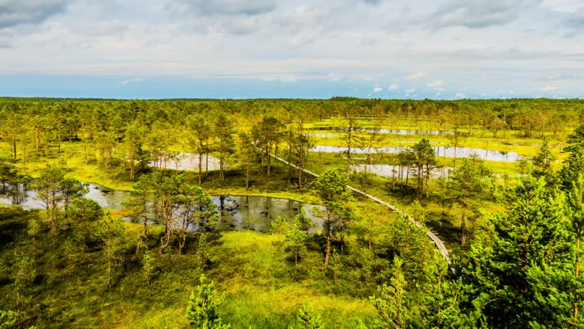 Timelapse 4k: Swamp Field In Viru Raba in Lahemaa, Estonia.