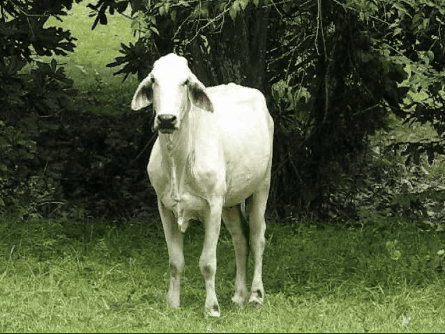 Cattle