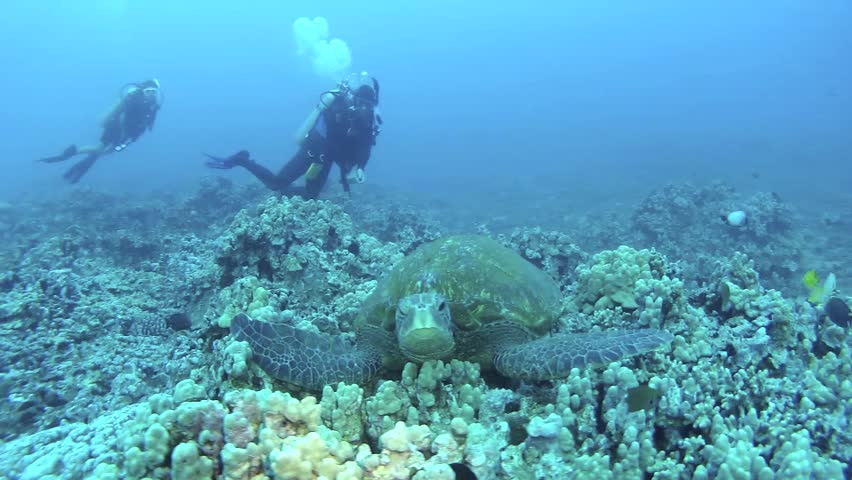 Giant Green Sea Turtle with scuba divers, Maui