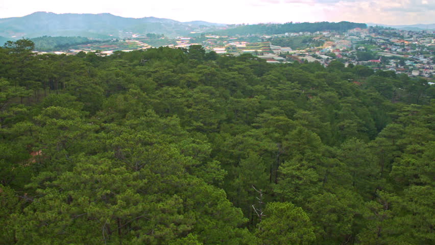 upper close panorama of boundless green tops of tropical pine forest