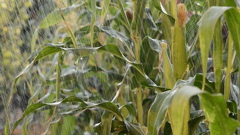 Detail of maize field in the rain,no camera movement,real time,no sound,