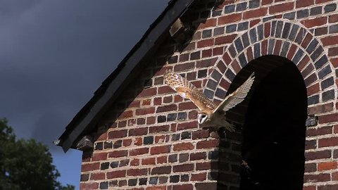 Barn Owl, tyto alba, Adult in Flight, Taking off from Attic, Normandy in France, Slow Motion