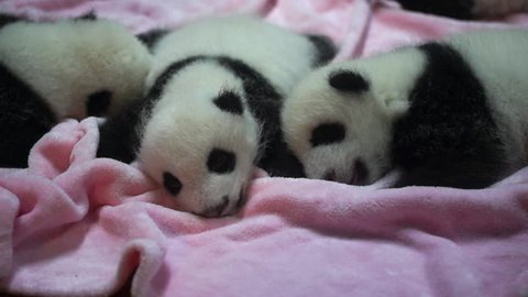 baby pandas sleeping on nursery bed