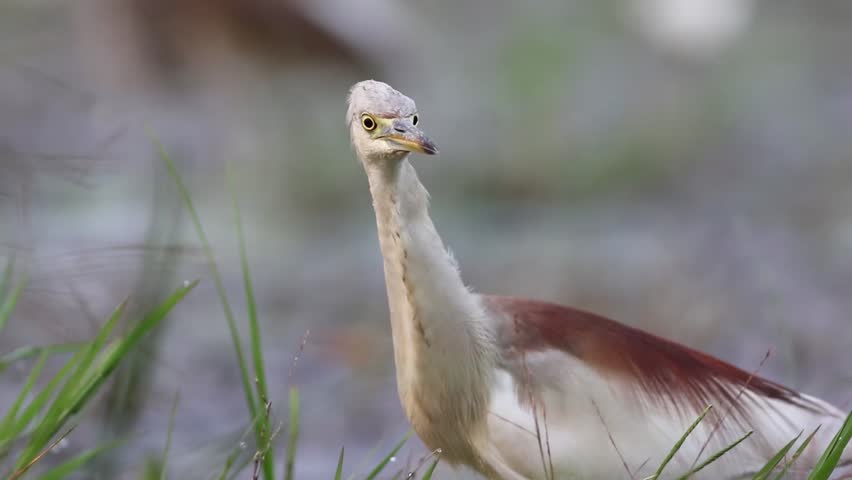 Indian pond heron