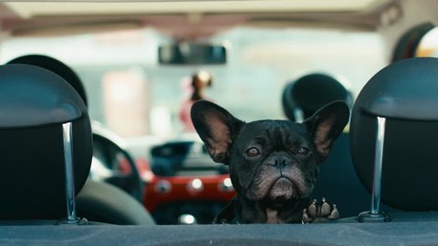 CU Funny dog french bulldog traveling on the back seat of a small car. 2K