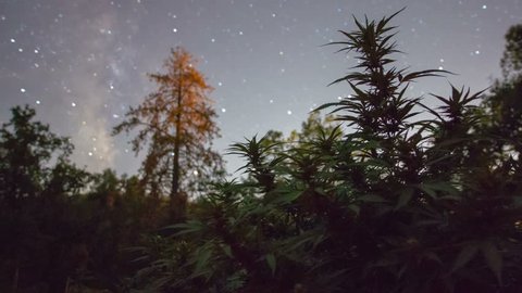 Marijuana Plant Night Time Lapse Motion Control