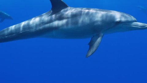 Bottle-nose dolphins surrounding the diver - close encounter
