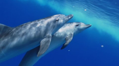 Bottle-nose dolphins surrounding the videographer - slow motion - close encounter