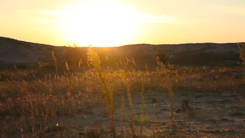 Dry grass in the desert at sunset. Dolly shot