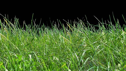 Beautiful low tiled panorama grass, real shot green plant blowing on the wind, isolated on alpha channel with black white luminance matte, perfect for film, digital composition, projection mapping