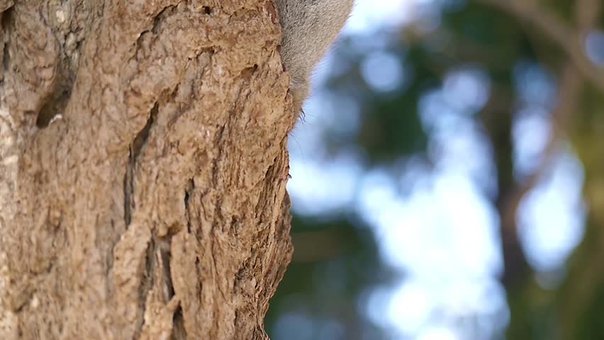 Hokkaido Squirrel