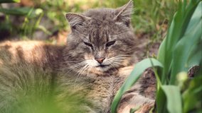 Adult gray cat resting in the garden