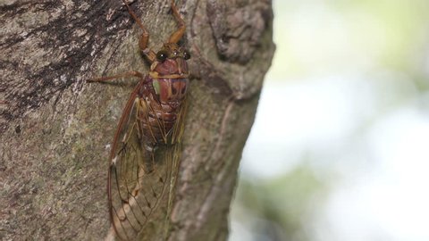 Evening Cicada (Tanna japonensis)