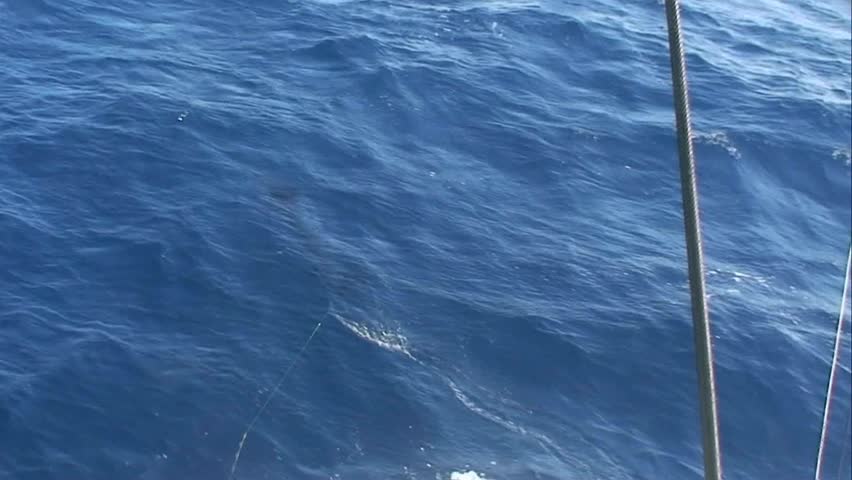  Striped Marlin hooked up and jumping at the back of the boat There are three