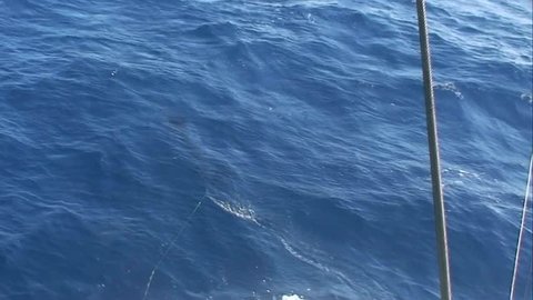  Striped Marlin hooked up and jumping at the back of the boat There are three marlin species caught in New Zealand waters striped, blue and black marlin