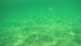 Moon jellyfish (Aurelia aurita) swim near the people