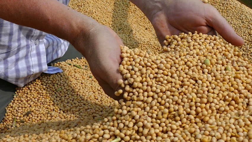 Замоченная соя. ГМО соя. Soya Bean. Соевые Бобы оптом. ГМО семена.