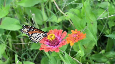 Monarch butterfly on a bright pink Zinnia in sunny summer garden