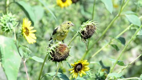 American Goldfinch looking for and eating seeds from a dry wild sunflower head